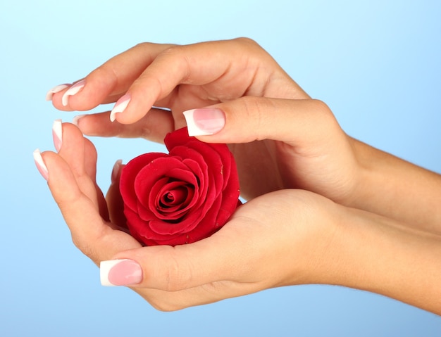 Rose rouge avec les mains de la femme sur la surface bleue