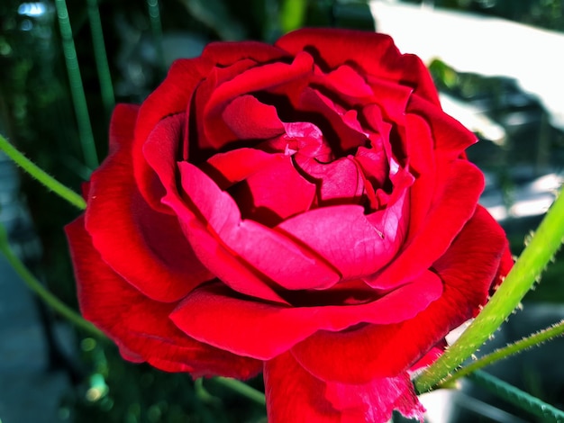 Une rose rouge avec le mot rose dessus