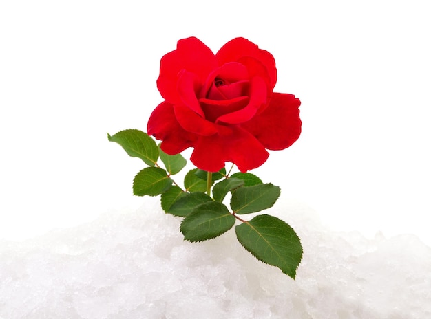 Photo une rose rouge sur la neige