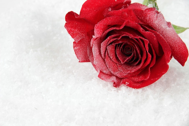 Rose rouge sur la neige