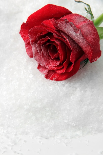 Rose rouge sur la neige