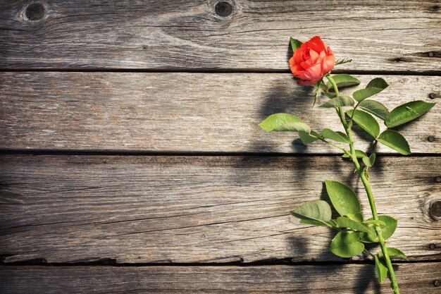 Rose rouge sur planche de bois