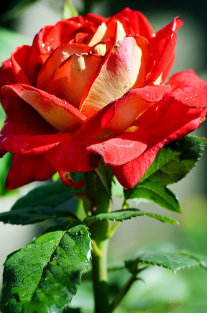 Rose rouge qui fleurit dans le jardin agrandi