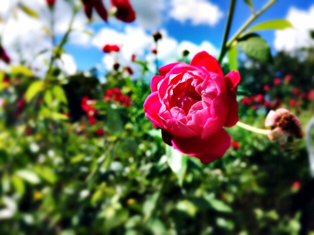 Photo une rose rouge qui fleurit dans le jardin