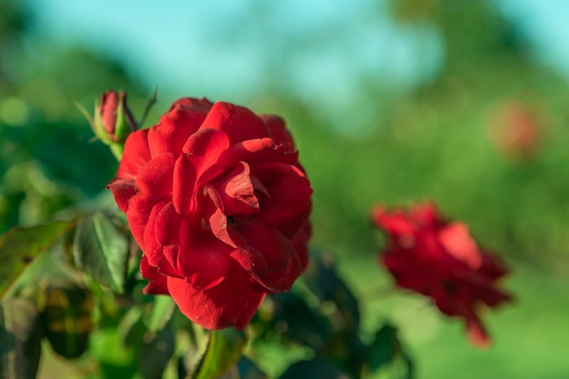 Rose rouge rose chinensis Jacq également connu sous le nom de rose chinoise