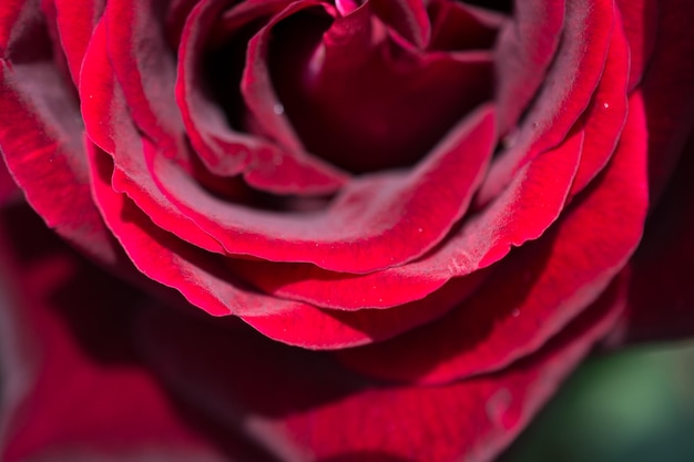 Une rose rouge sous la pluie