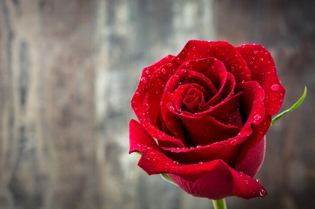 Rose rouge sur la table en bois Love concept valentines day Copyspace.