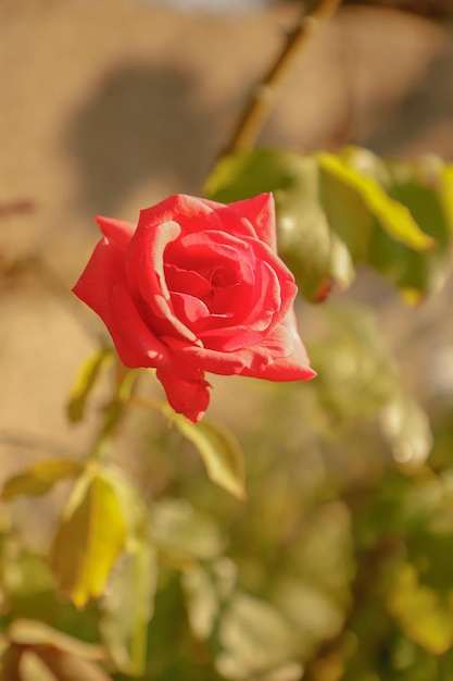 Une rose rouge avec une tache blanche sur le dessus.