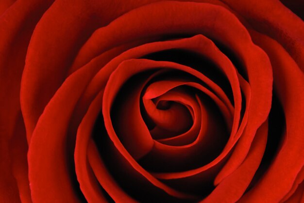 Rose rouge unique sur fond blanc