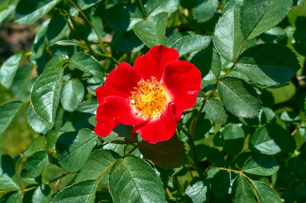 Rose rouge vif dans le jardin d'été