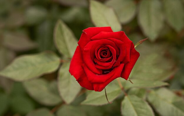 Photo une rose rouge vif sur le fond de feuilles vertes en gros plan