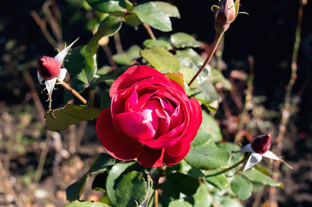 Rose rouge vif parmi les feuilles vertes et les épines