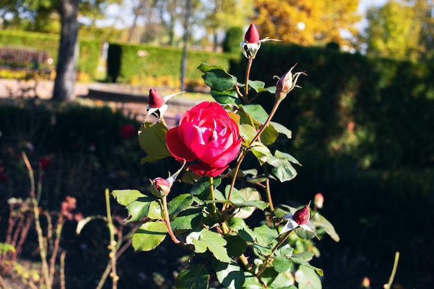 Rose rouge vif parmi les feuilles vertes et les épines