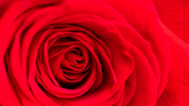 Rose rouge. Vue macro.