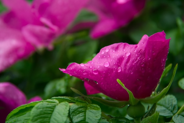 Rose sauvage après la pluie