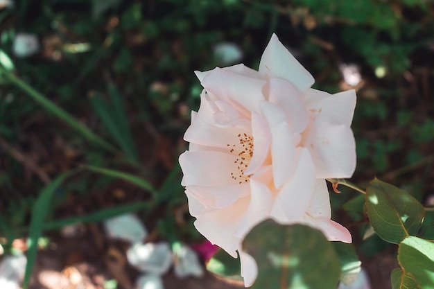 Rose sauvage de couleur rose pâle.