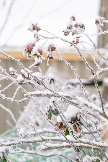 Rose sauvage dans la neige libre