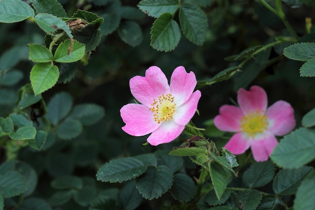 Rose sauvage sur les feuilles vertes