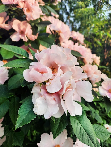 Rose sauvage en fleurs