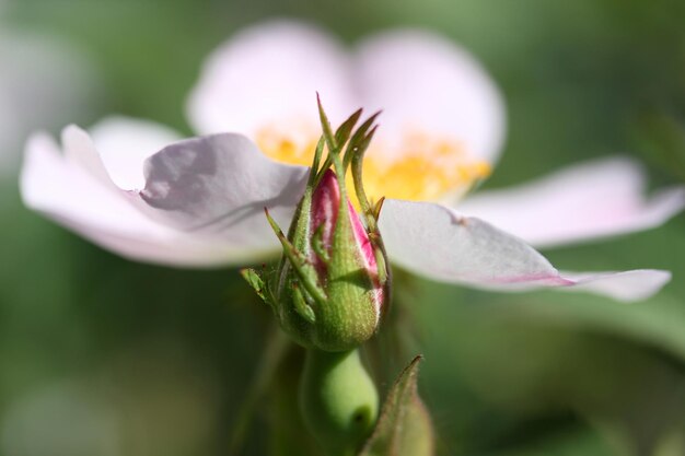 Rose sauvage en fleurs