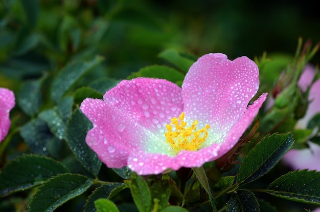 Rose sauvage (Rosa canina) en fleurs