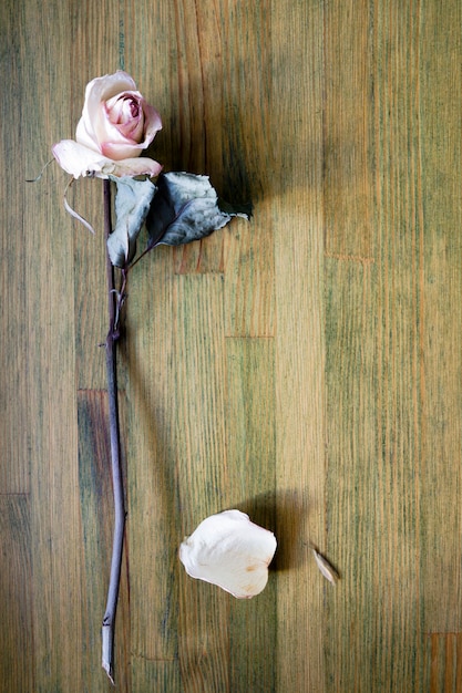 Rose séchée blanche repose sur le dessus de table en bois patiné