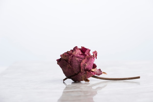 Rose séchée sur marbre avec reflet