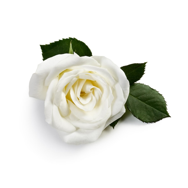 Photo rose simple blanche sur fond blanc