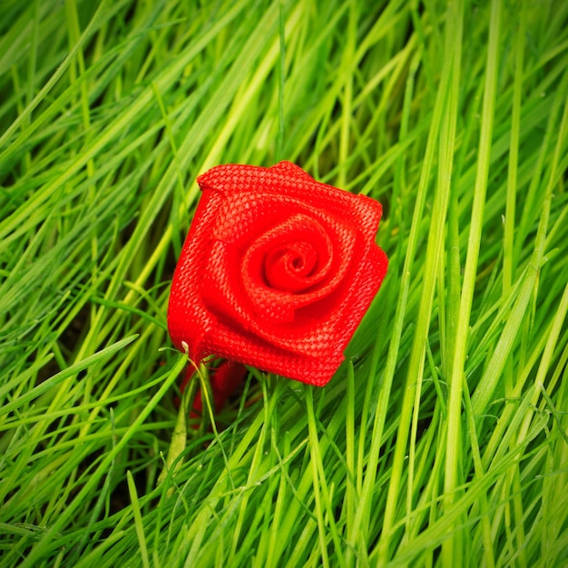 Rose de textiles sur fond d'herbe verte