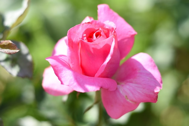 Rose de thé avec des bourgeons sur fond vert