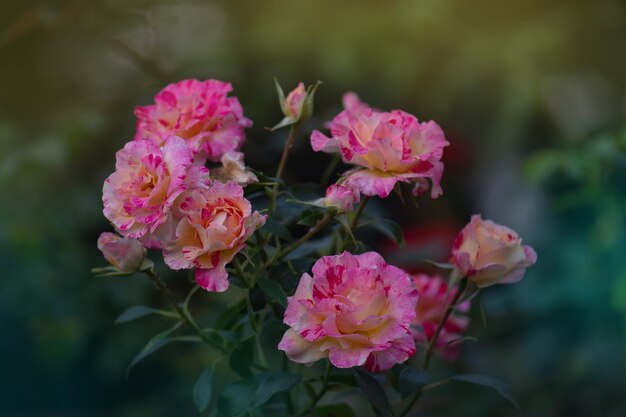 Rose thé hybride rayée jaune et rouge Claude Monet Roses Claude Monet