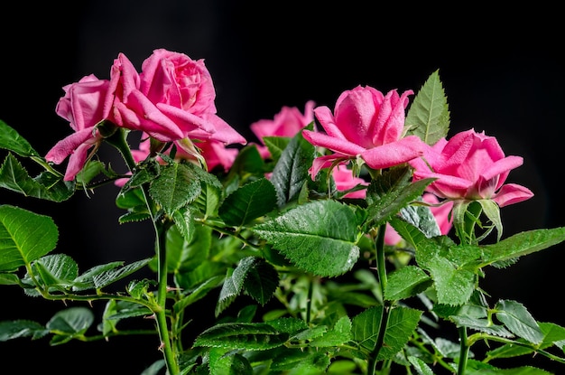 Rose de thé rose chaude baiser kordana sur un fond noir gros plan de la tête de fleur