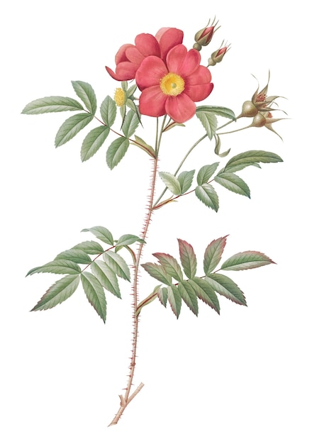 Rose avec des tiges et des épines rouges png transparente