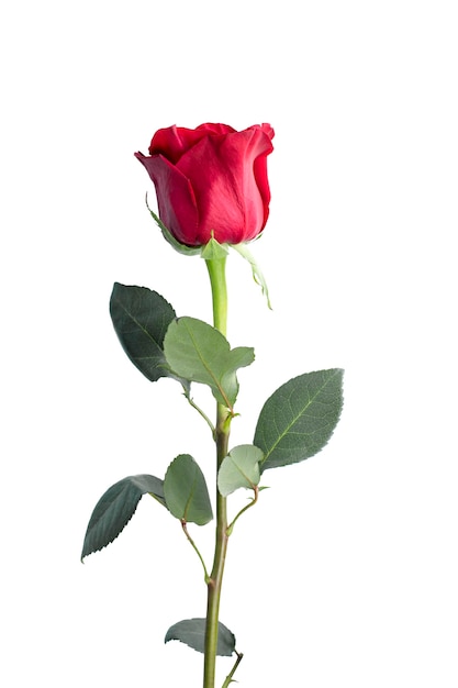 Rose unique isolé sur fond blanc se bouchent