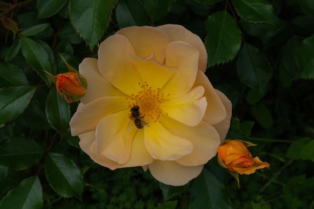 Rose unique isolée avec des feuilles sur fond vert.