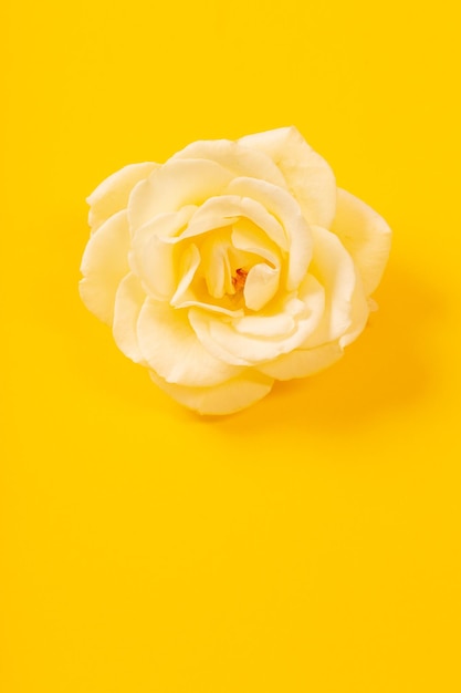 Rose unique jaune sur fond de papier jaune