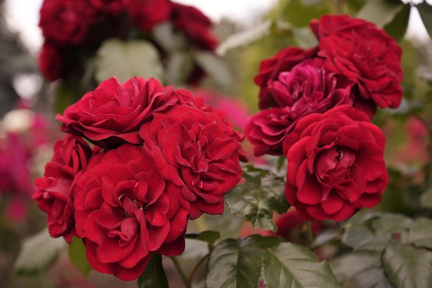 Une rose de velours rouge en fleur en gros plan Un beau motif de fond floral
