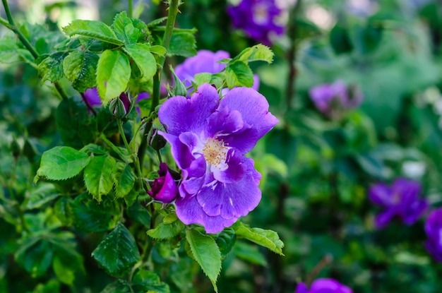 Rose violette sur un parterre de fleurs dans un jardin