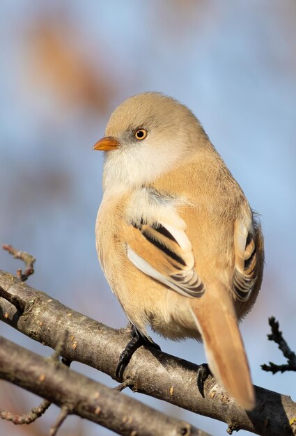 Roseau barbu Panurus biarmicus La femelle est assise sur une branche Gros plan de l'oiseau