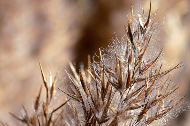 Roseau beige. Gros plan de roseaux secs.