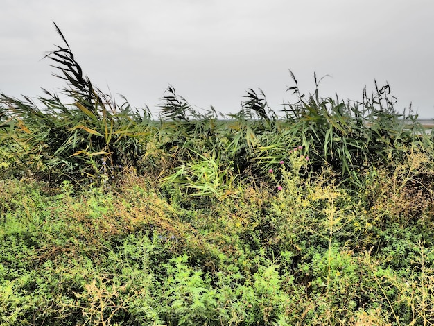 Photo roseau commun ou roseau méridional phragmites australis une grande herbe vivace du genre roseau flore de l'estuaire plante aimant l'humidité sols avec nappe phréatique debout temps orageux