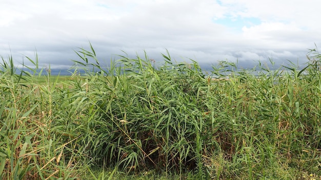 Roseau commun ou roseau méridional Phragmites australis une grande herbe vivace du genre Roseau Flore de l'estuaire Plante aimant l'humidité Sols avec nappe phréatique debout Temps orageux