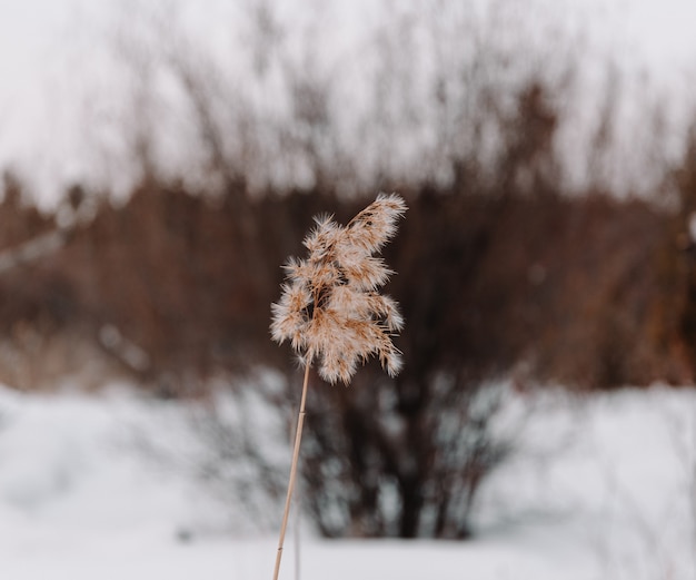 un roseau dans la forêt d'hiver