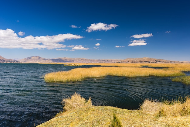 Roseau des îles Uros de Totora, flottant sur le lac Titicaca, au Pérou