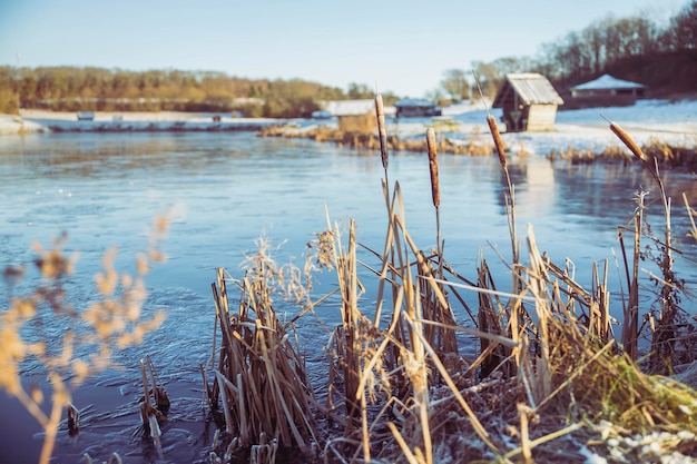 Roseau sur un lac d'hiver au Danemark