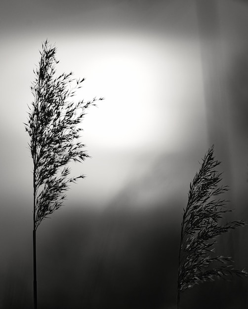 Roseau en noir et blanc Coucher de soleil romantique Ambiance rêveuse et calme dans la nature