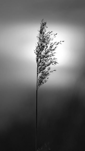 Roseau en noir et blanc Coucher de soleil romantique Ambiance rêveuse et calme dans la nature