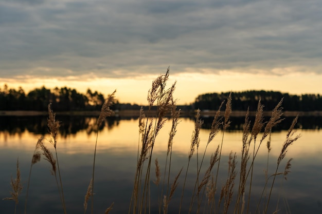 Roseau sec au-dessus de l'eau au lever du soleil avec ciel nuageux