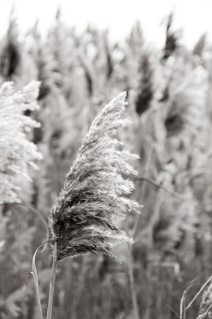 Roseau sec en plein air en couleurs couche de roseaux graines de roseau noir et blanc roseau herbe de la pampa