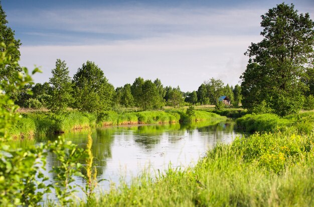 Roseaux au bord du lac